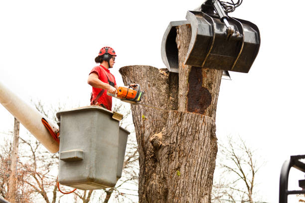 How Our Tree Care Process Works  in  Greencastle, PA